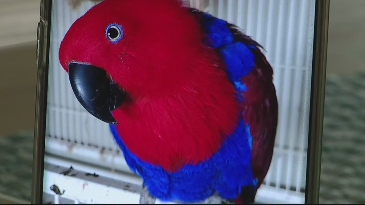 Macomb couple face felony charges for claiming theft of $2,500 bird